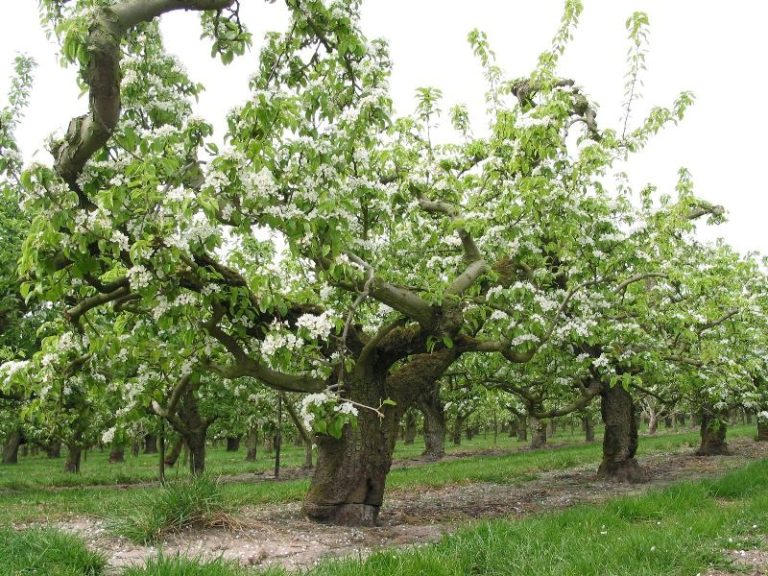 Bloesemroute Noordoostpolder