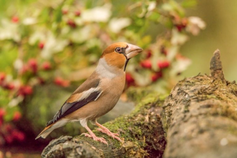 Wandelroute Appelvink