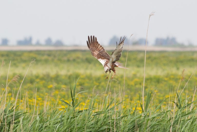 Gratis audiotour: Nationaal Park Nieuw Land