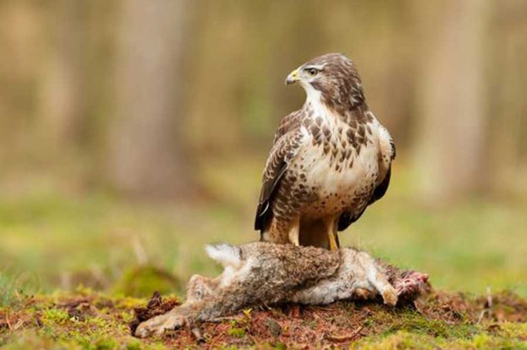 Wandelroute Wielewaal Oostvaardersplassen
