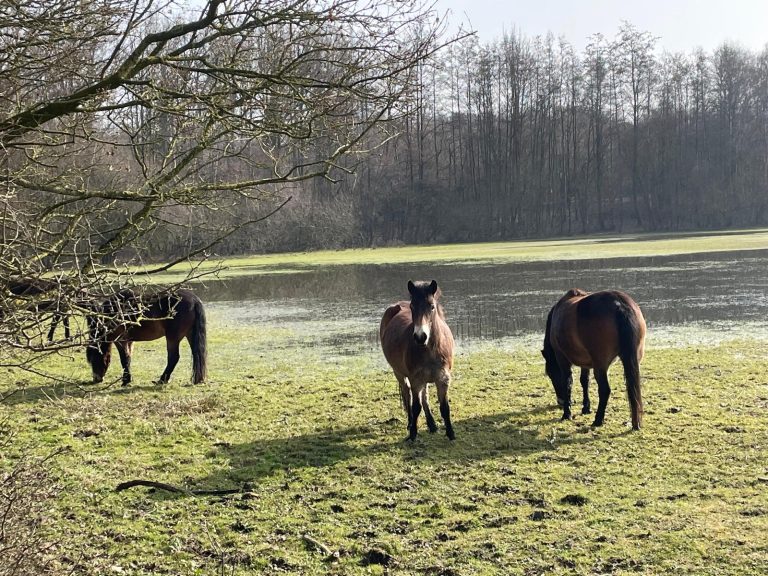 Wandelroute Gelderse Hout
