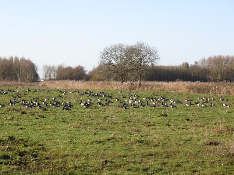 Wandelroute Oostvaardersveld