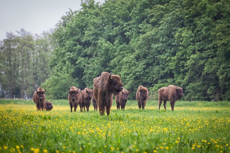Fietsroute: De groene rand van Lelystad: 6 bossen én een natuurpark!