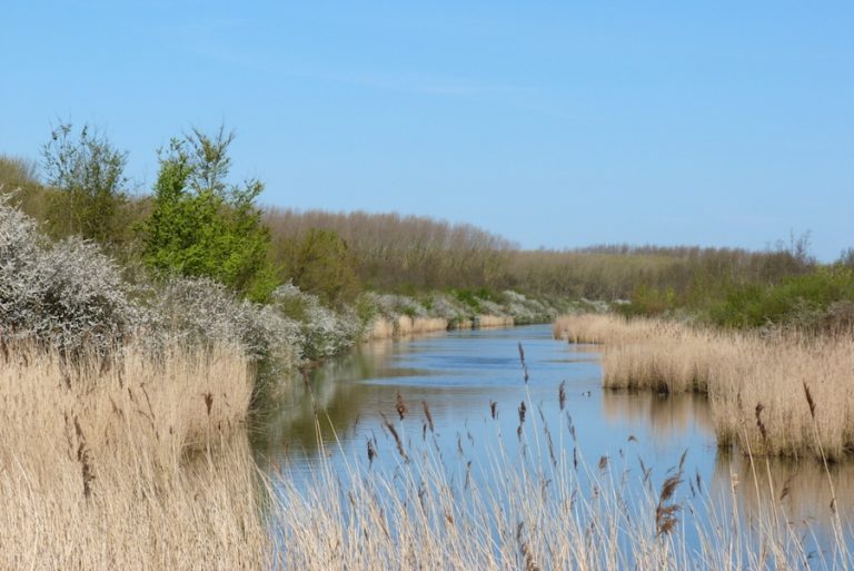 Uilenpad door het Oostvaardersbos