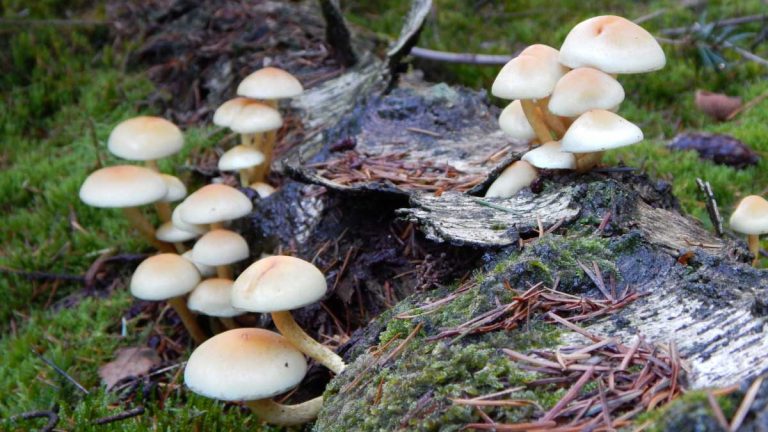 Wandelroute Natuurpad Horsterwold