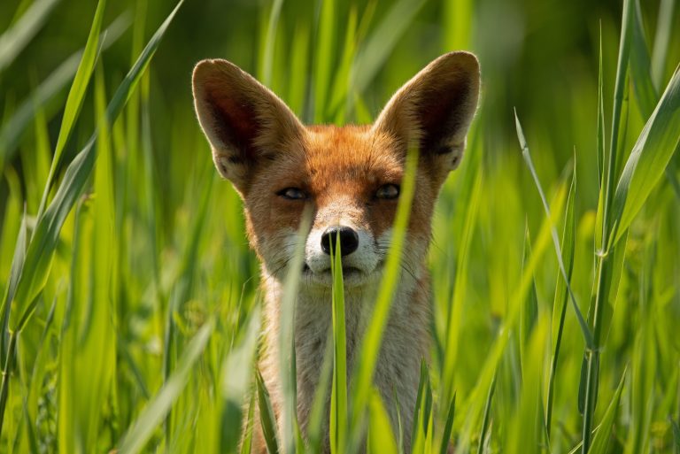 Rondje Oostvaardersplassen