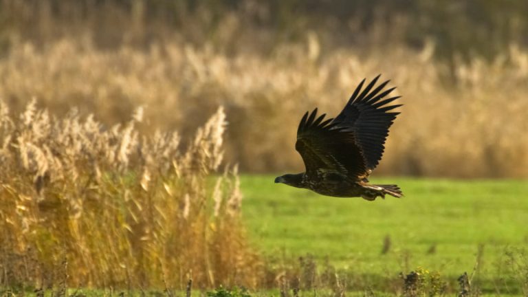 Wandelroute Zeearend
